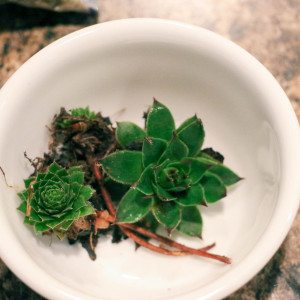 How to make a terrarium