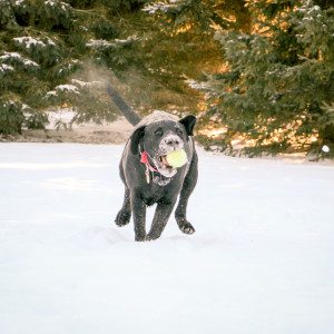 puppy playing fetch in the snow