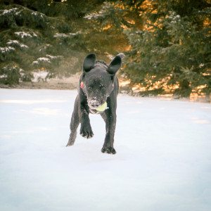 puppy playing fetch in the snow