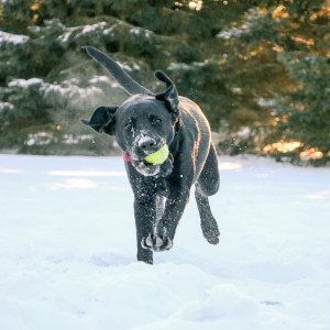 puppy playing in the snow