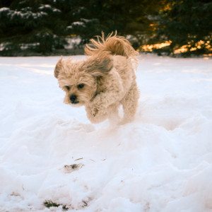 puppy playing in the snow