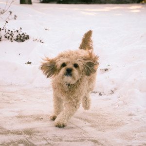 snow puppy