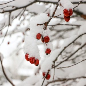 Winter Storm Bucky Wisconsin