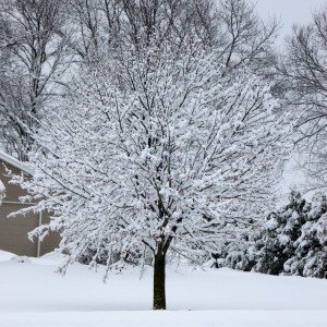 Winter Storm Bucky Wisconsin