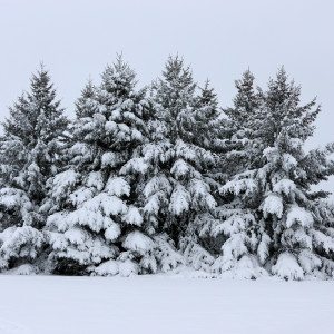 Winter Storm Bucky Wisconsin