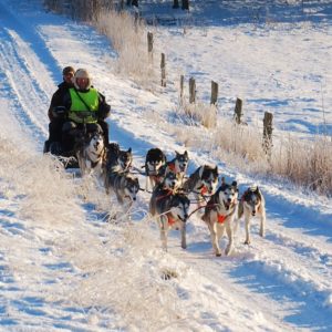 Dog sledding in Roskilde