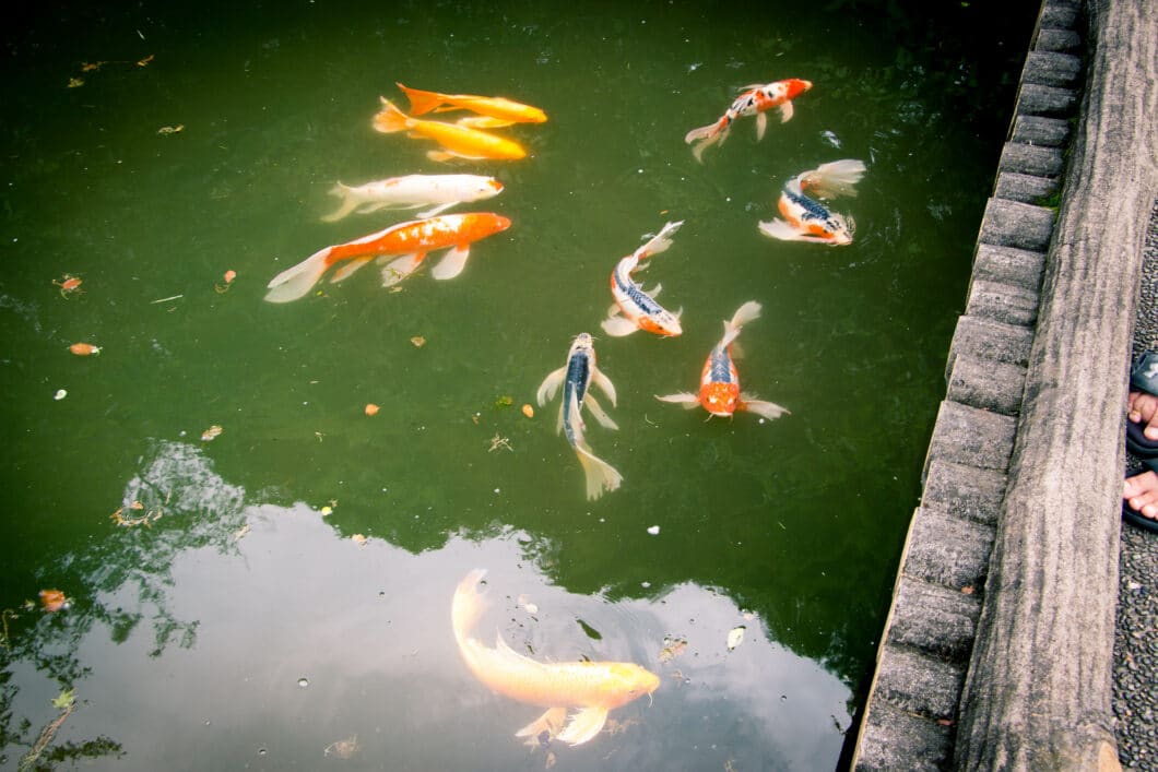 koi pond