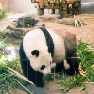 Ueno zoo panda