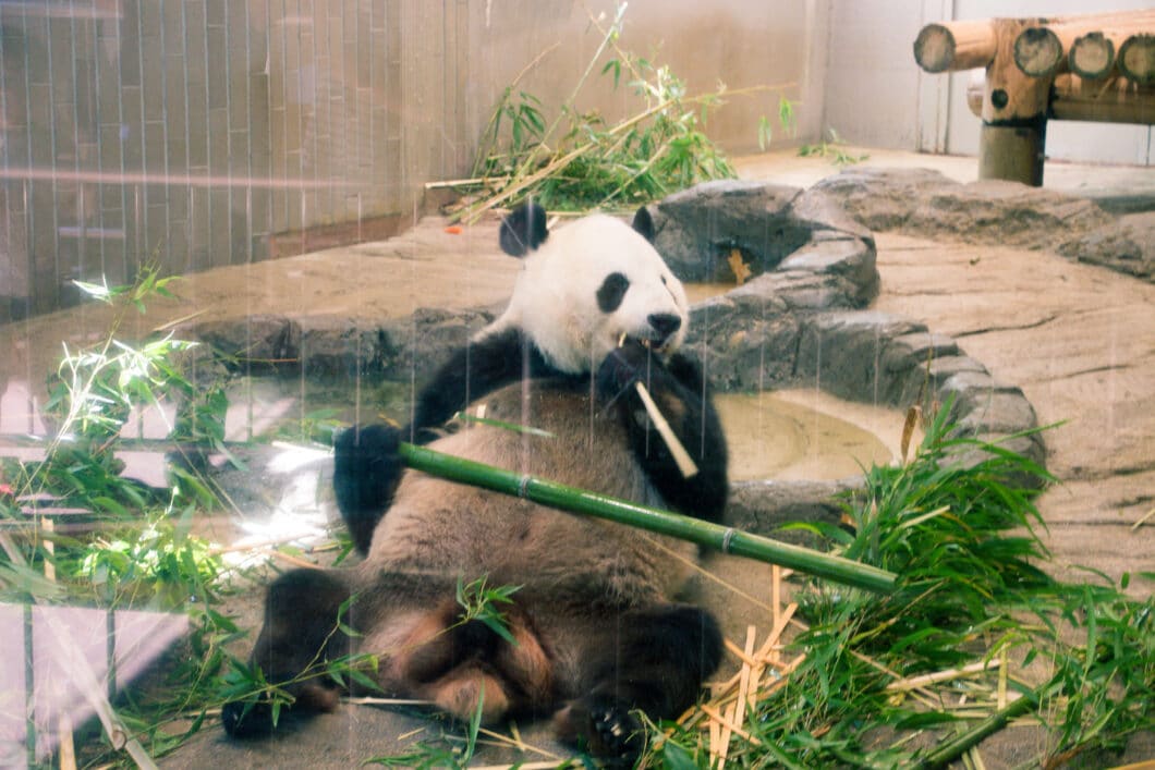 Ueno Zoo panda