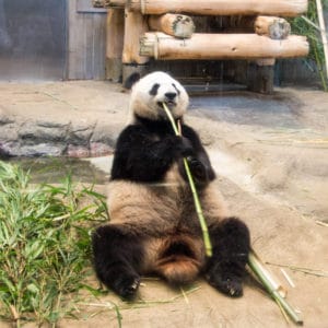 ueno zoo panda