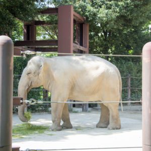 elephant at ueno zoo