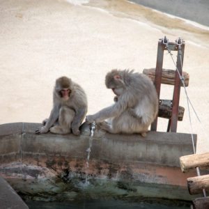 snow monkeys