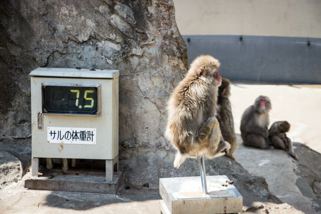 snow monkey