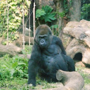 gorilla