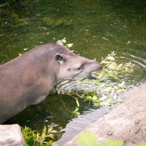 tapir