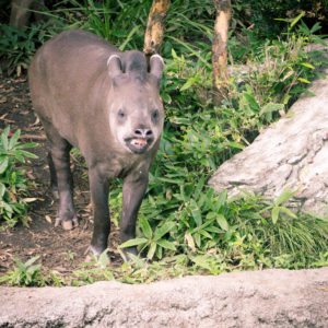 tapir