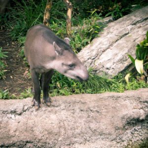 tapir