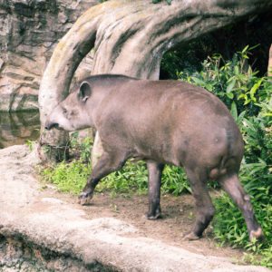 tapir