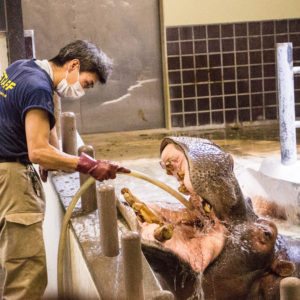 hippo getting his teeth cleaned