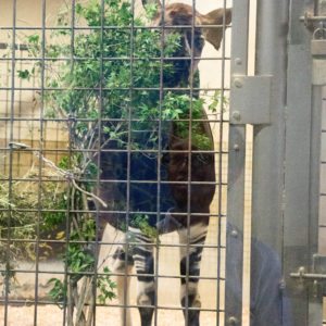 okapi