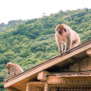 snow monkey