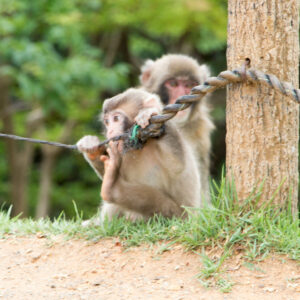 baby snow monkey