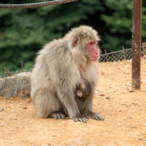 baby snow monkey