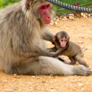 baby snow monkey