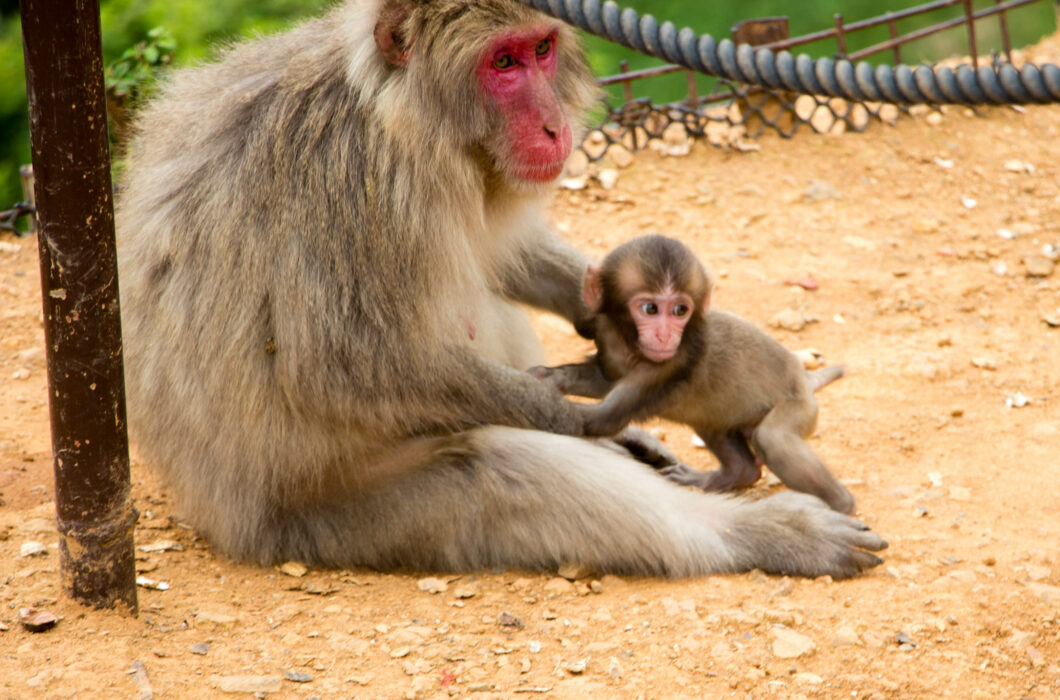 baby snow monkey