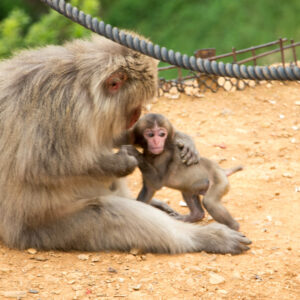 baby snow monkey