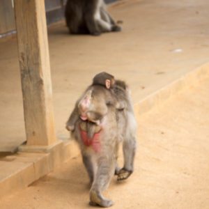 baby snow monkey