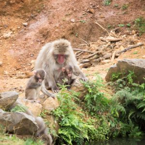 baby snow monkey