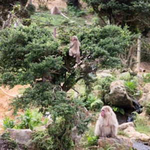 baby snow monkey