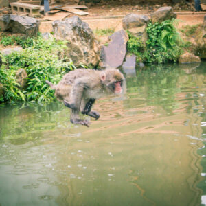 snow monkey jumping in the water