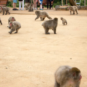 snow monkeys