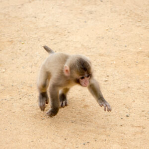 baby snow monkey