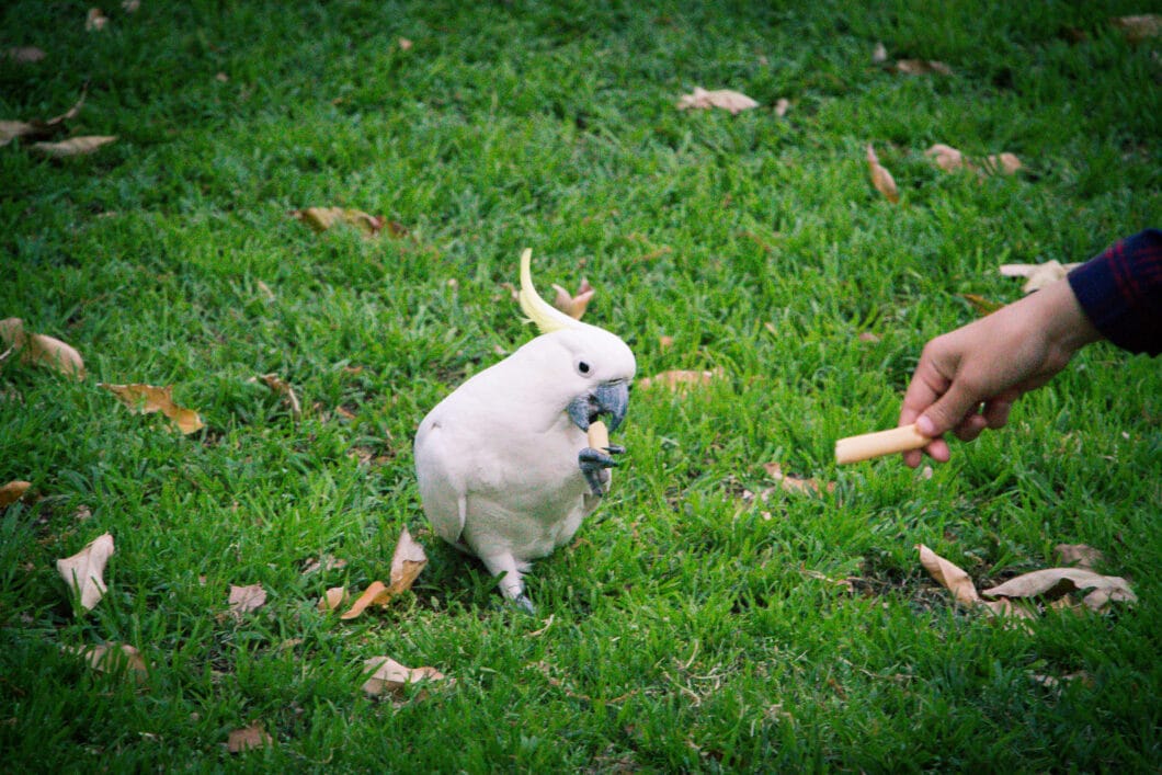 cockatoo