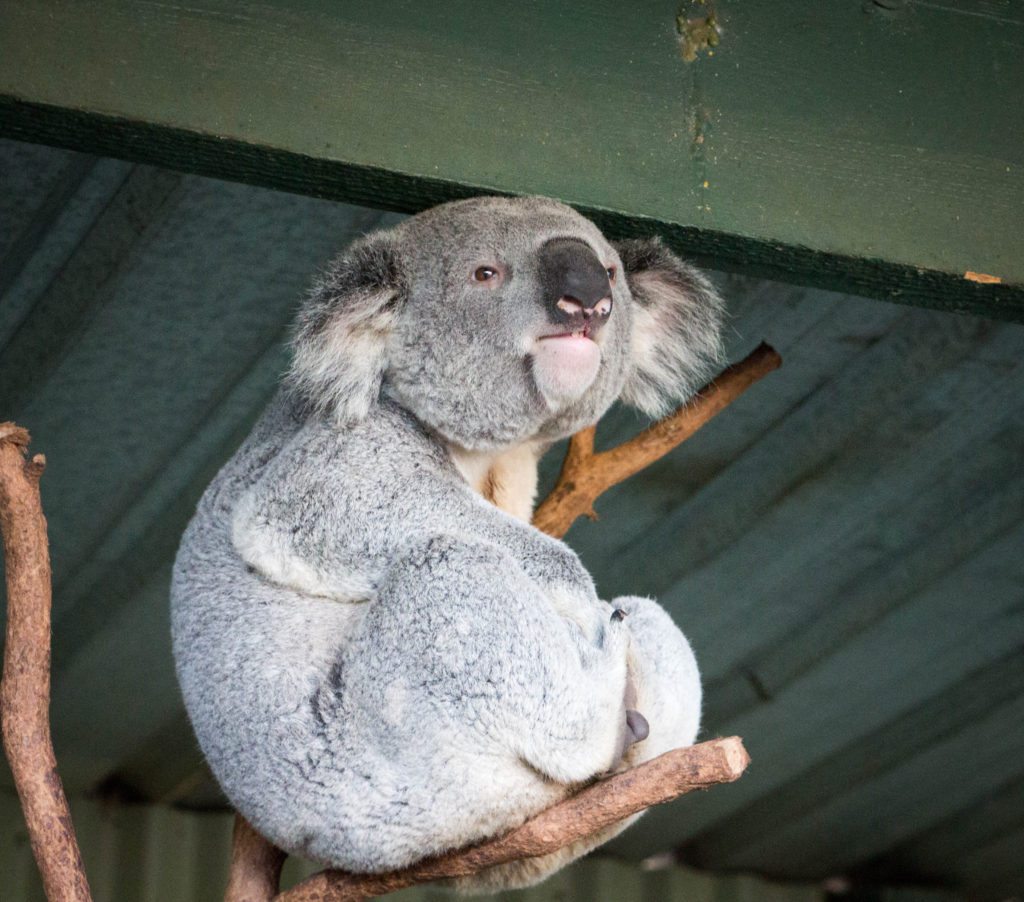 napping koala