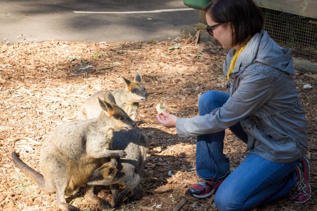 wallaby