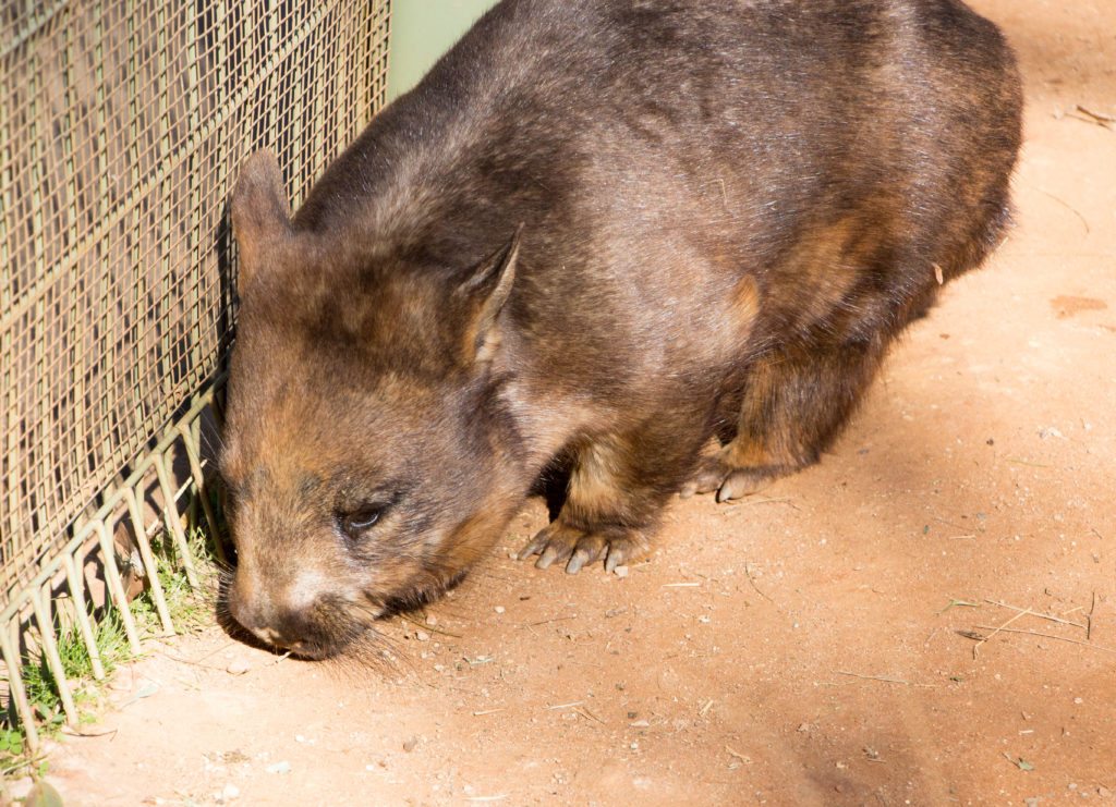 wombat