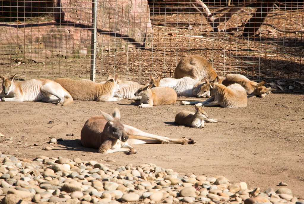 kangaroos