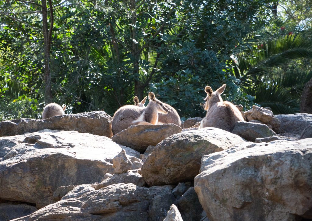 wallabies