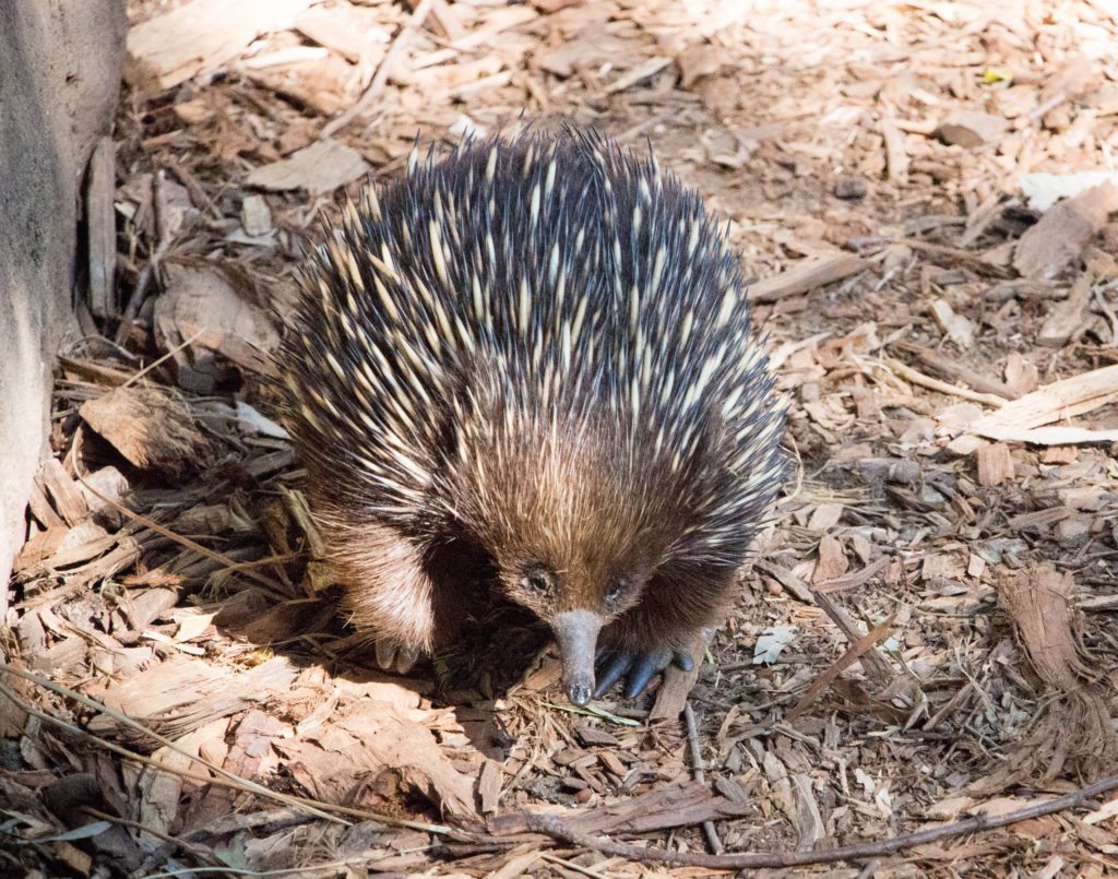 An echidna