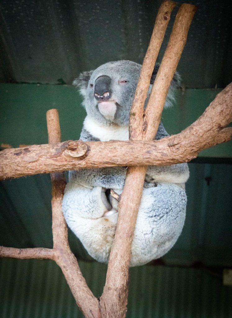 napping koala