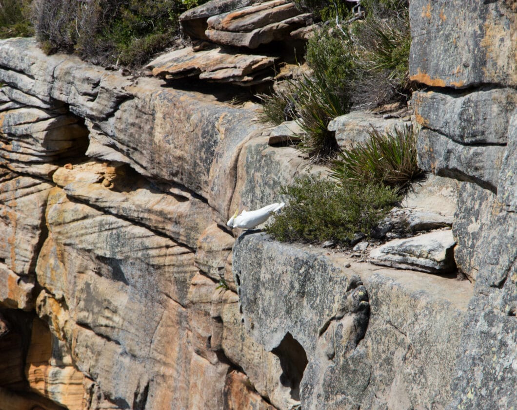 wild cockatoos