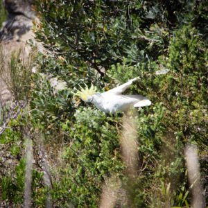 cockatoo