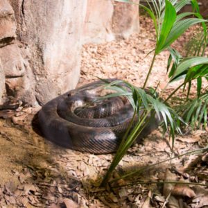 WILD LIFE SYDNEY ZOO