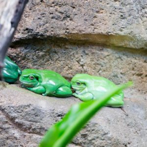 WILD LIFE SYDNEY ZOO