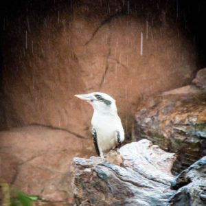 WILD LIFE SYDNEY ZOO