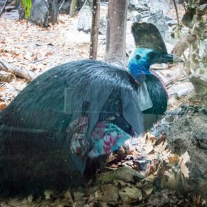 WILD LIFE SYDNEY ZOO